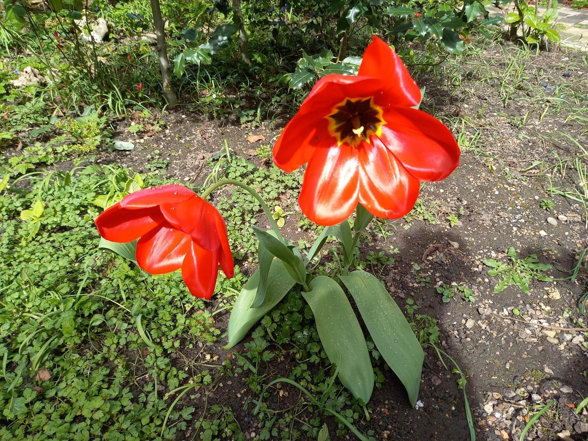 דירות נאנסי La Teranga De Kadi & Cathy, Avec Jardin Privatif מראה חיצוני תמונה